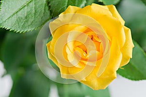 Yellow shrub rose on a floral background