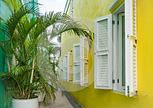 Yellow shutters and palms