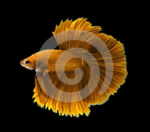 Yellow siamese fighting fish, Halfmoon betta fish isolated on bla