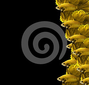 Yellow siamese fighting fish,Halfmoon betta fish isolated on black background.