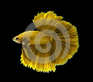 Yellow siamese fighting fish,Halfmoon betta fish isolated on black background.