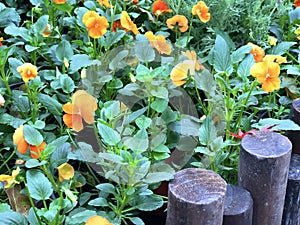 Yellow Siberian Wallflower Erysimum marshallii blooming in the garden, winter time of flower blossom in botany garden. Selective