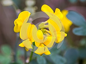 Yellow Sicilian wildflowers