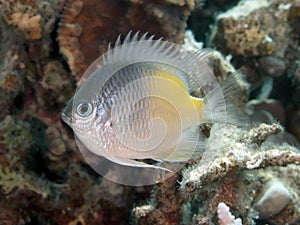 Yellow-side damselfish