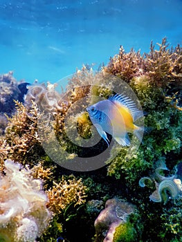 Yellow side damselfish amblyglyphidodon flavilatus underwater background