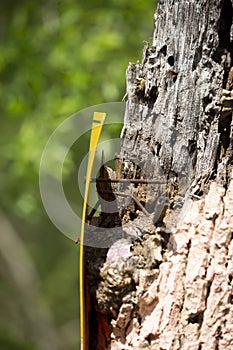 Yellow Sign Nailed to Dying Tree