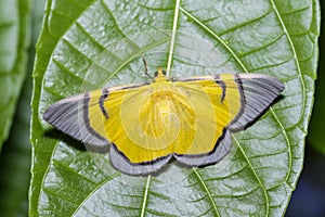 Yellow signata moth hanging under leaf