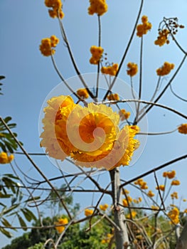 Yellow silk cotton bouque in winter