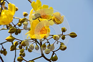 Yellow Silk Cotton tree flower