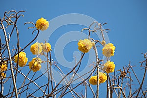 Yellow silk cotton tree flower on blue sky in daytime