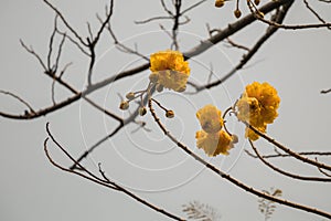 Yellow silk cotton tree flower with in gray sky background.