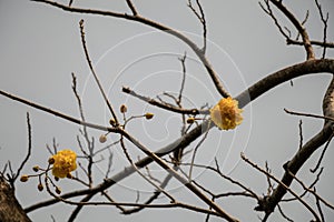 Yellow silk cotton tree flower with in gray sky background.