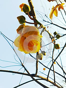 Yellow Silk Cotton tree flower with sky