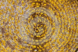 Yellow silk thread and chrysalis.