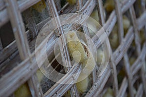 Yellow Silkworm chrysalis