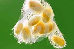 Yellow silkworm cocoon over green