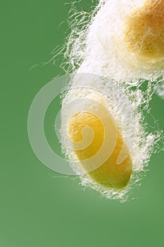 Yellow silkworm cocoon over green
