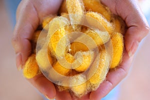 Yellow silkworm cocoons in woman hands