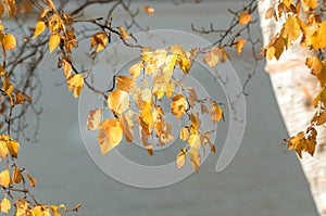 Yellow silver birch background