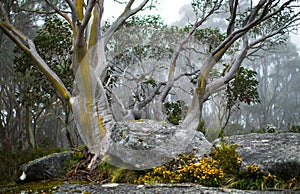 Yellow and Silver Gum Tree