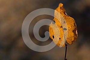 Yellow Single Leaf Holes Fall Season