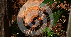 Yellow or Six-banded Armadillo, euphractus sexcinctus, Adult standing at Den Entrance