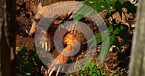 Yellow or Six-banded Armadillo, euphractus sexcinctus, Adult standing at Den Entrance