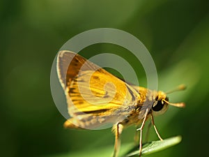 Yellow skipper butterfly