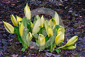 Yellow skunk cabbage flowers