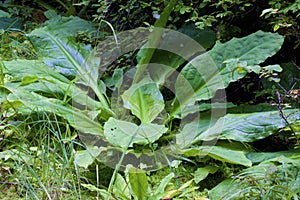 Yellow Skunk Cabbage in Rainforest    847032