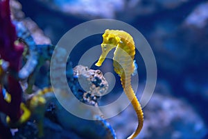 Yellow Slender Seahorse or Longsnout Seahorse