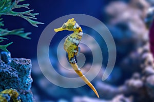 Yellow Slender Seahorse or Longsnout Seahorse