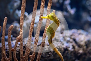 Yellow Slender Seahorse or Longsnout Seahorse