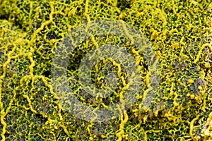 Yellow slime mold