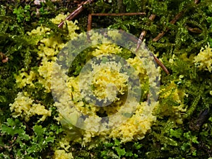 Yellow slime mold in moss close-up, selective focus, shallow DOF