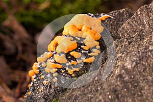 Yellow slime mould on rock surface