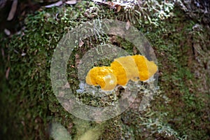 yellow slime mould on a tree in the bush in tasmania australia in summer