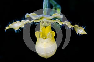 Yellow slipper orchid, Paphiopedilum pinocchio on black background