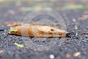 Yellow Slug - Limax flavus