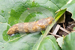 Yellow Slug (Limax flavus) Common garden pest in England and Wales