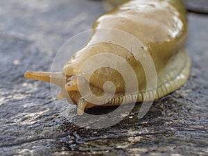 Yellow slug moving on a tree stump.