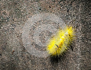 Yellow slug worm, Calliteara horsfieldii