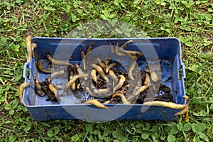 Yellow slugs in large numbers sprawl out of a blue plastic box on the grass