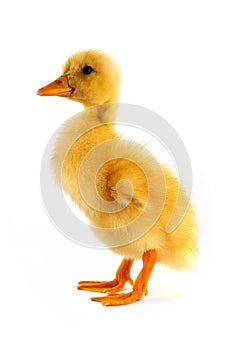 The yellow small duckling