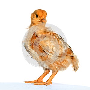Yellow small easter chicken isolated.