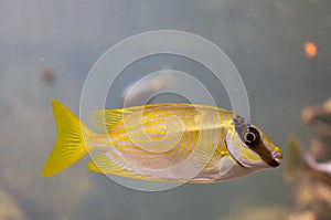 A yellow small fish