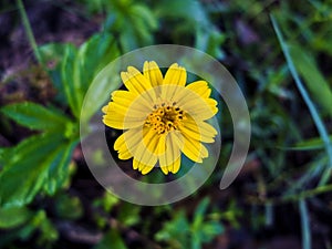 Yellow Small Flower with a Green Background