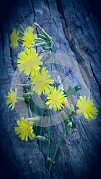 Yellow and small flower India