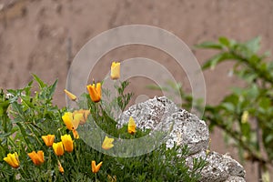 Yellow small flowers on blurred stone background with bokeh and copy space
