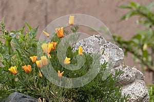 Yellow small flowers on blurred stone background with bokeh and copy space